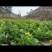 菜芯