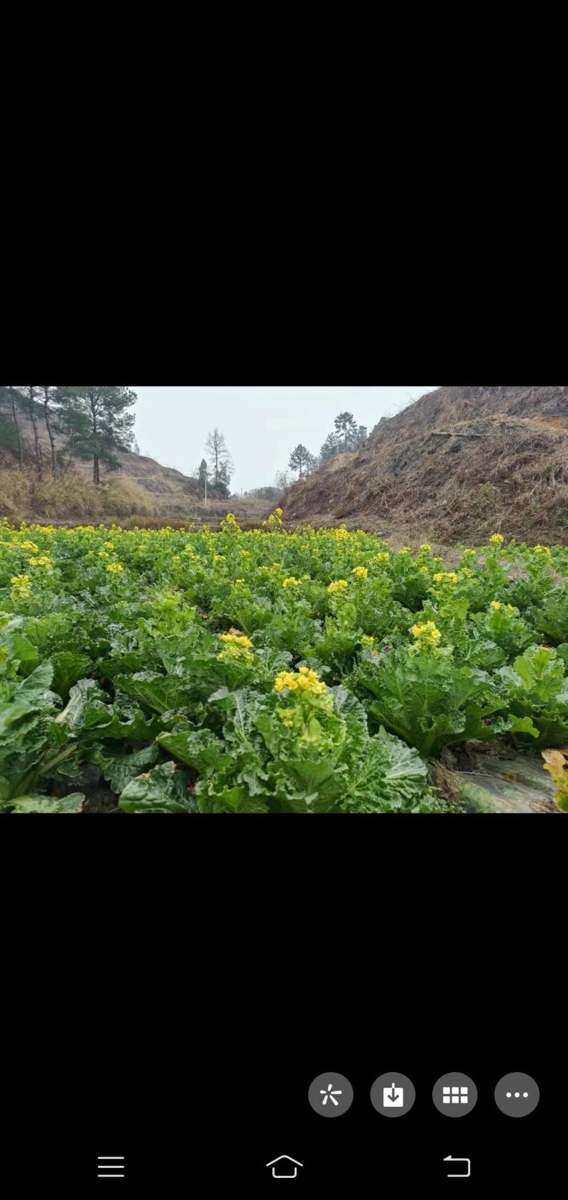 菜芯