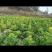 菜芯