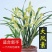 建兰大凤素清香型兰花苗花卉绿植盆栽新手易成活室内浓香四季