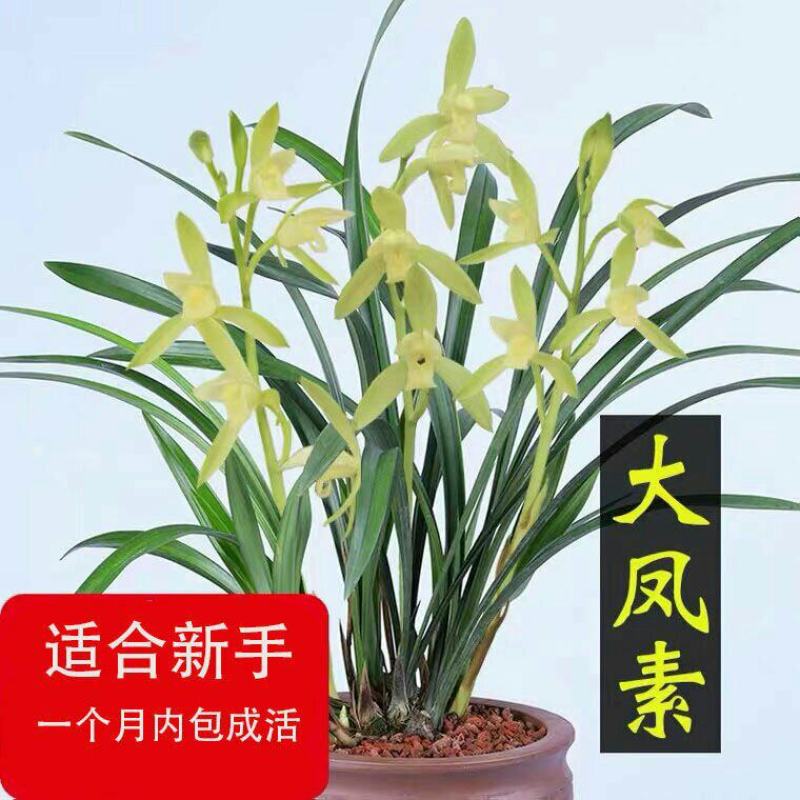 建兰大凤素清香型兰花苗花卉绿植盆栽新手易成活室内浓香四季