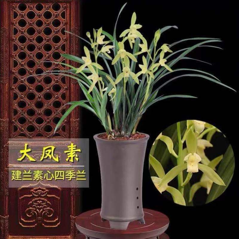 建兰大凤素清香型兰花苗花卉绿植盆栽新手易成活室内浓香四季