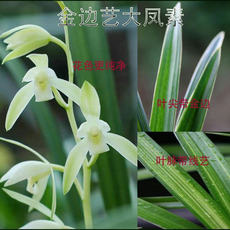 建兰大凤素清香型兰花苗花卉绿植盆栽新手易成活室内浓香四季