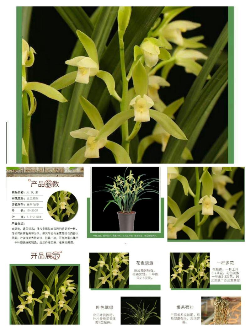 建兰大凤素清香型兰花苗花卉绿植盆栽新手易成活室内浓香四季