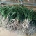 建兰大凤素清香型兰花苗花卉绿植盆栽新手易成活室内浓香四季