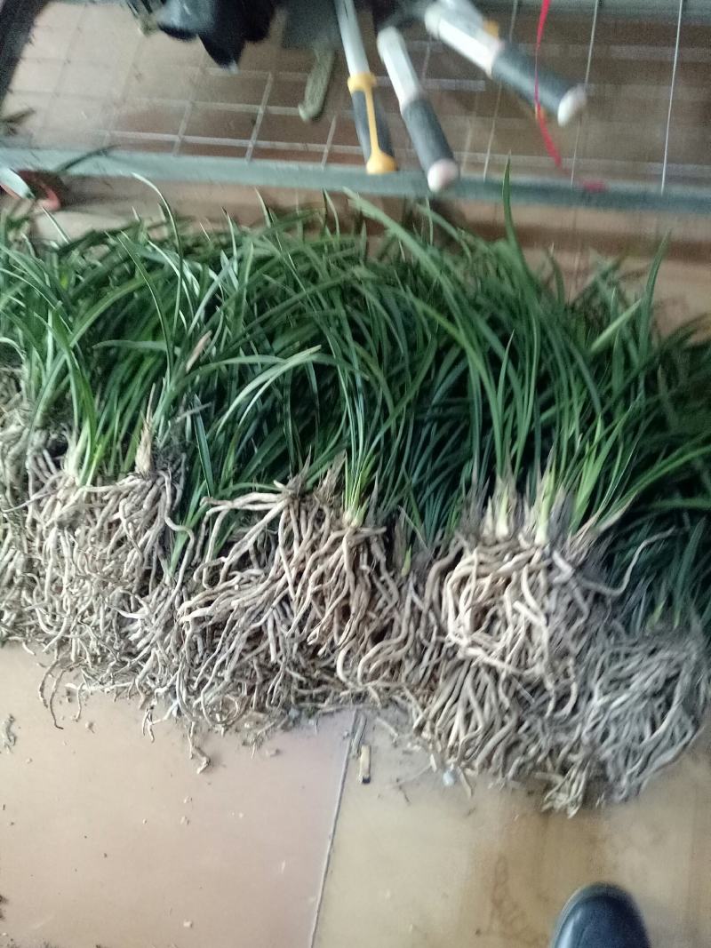 建兰大凤素清香型兰花苗花卉绿植盆栽新手易成活室内浓香四季