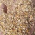 碎玉米适合鸡鸭鹅养殖看下质量现货