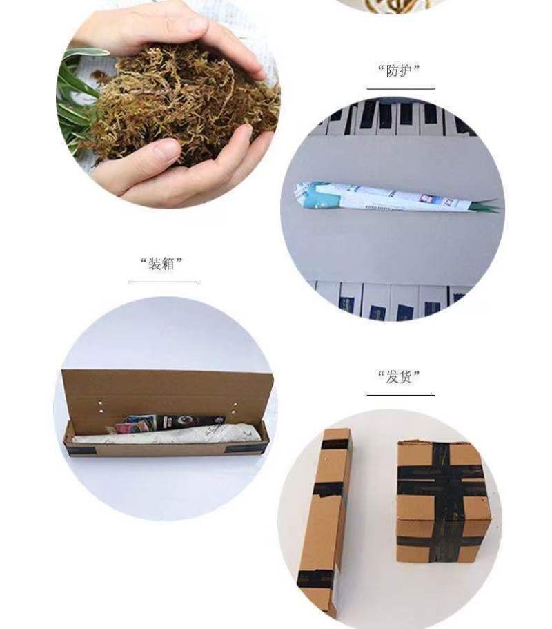 建兰大凤素清香型兰花苗花卉绿植盆栽新手易成活室内浓香四季