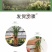 建兰大凤素清香型兰花苗花卉绿植盆栽新手易成活室内浓香四季