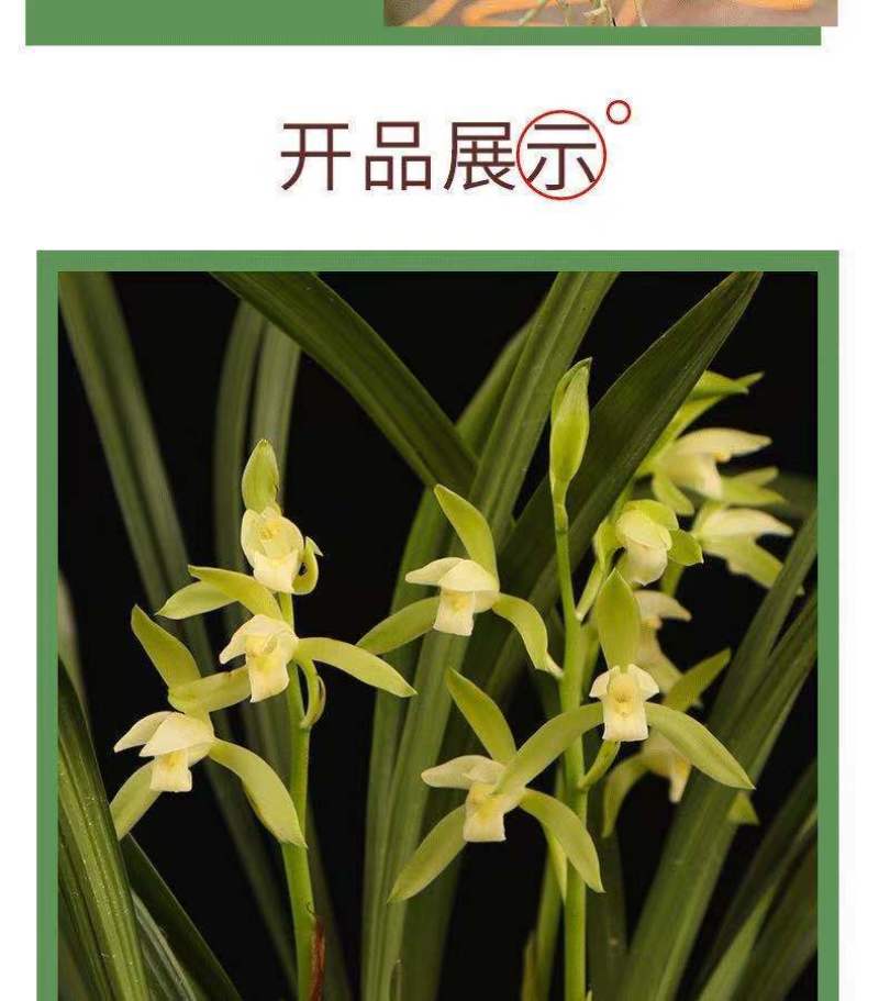 建兰大凤素清香型兰花苗花卉绿植盆栽新手易成活室内浓香四季