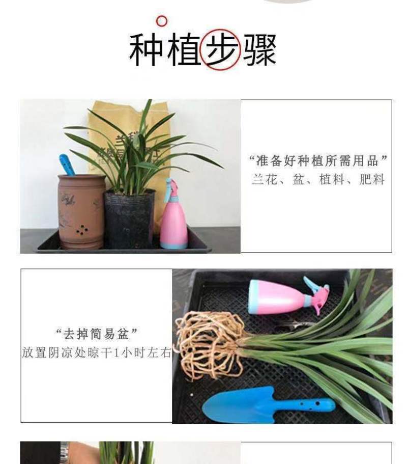 建兰大凤素清香型兰花苗花卉绿植盆栽新手易成活室内浓香四季