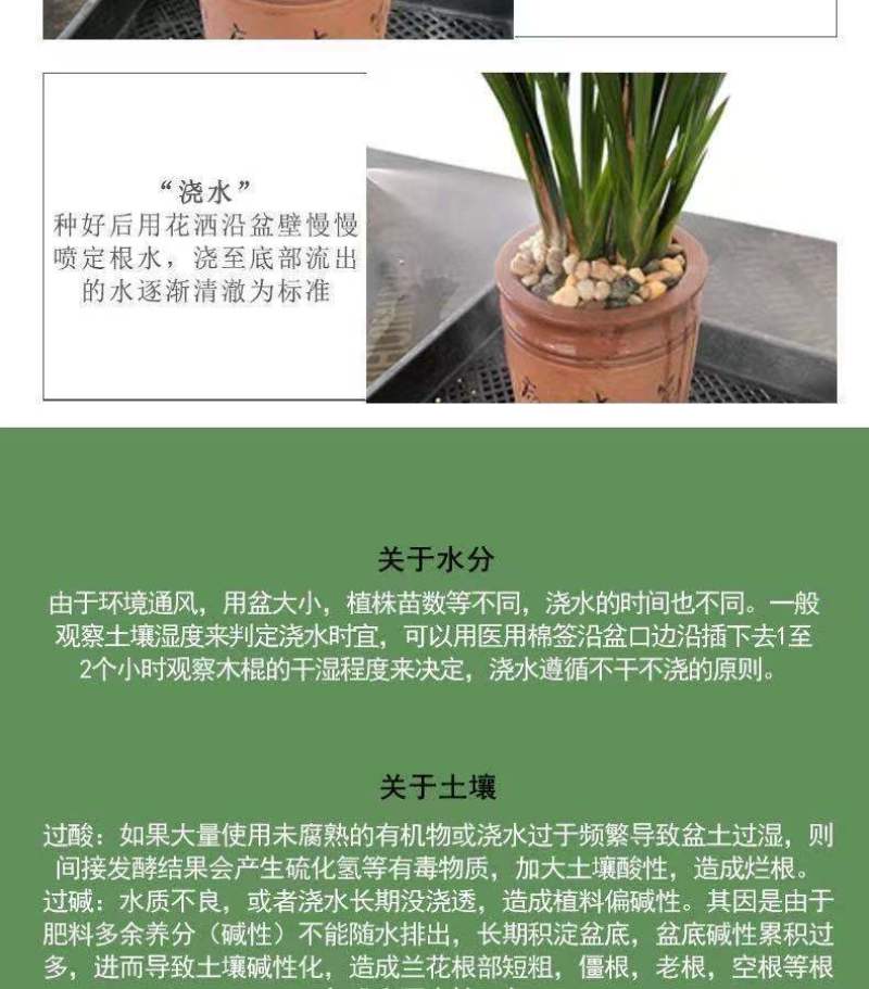 建兰大凤素清香型兰花苗花卉绿植盆栽新手易成活室内浓香四季