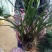 建兰大凤素清香型兰花苗花卉绿植盆栽新手易成活室内浓香四季