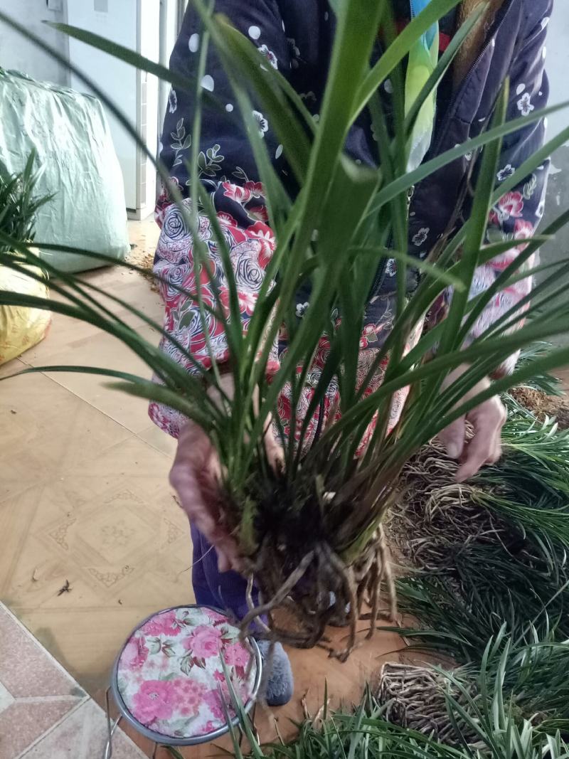 建兰大凤素清香型兰花苗花卉绿植盆栽新手易成活室内浓香四季