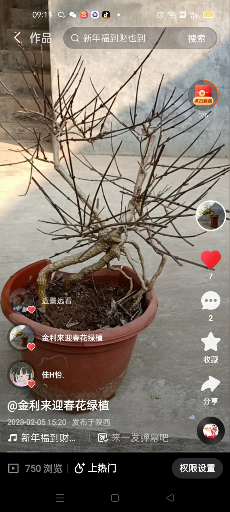虎蹄迎春下山装熟