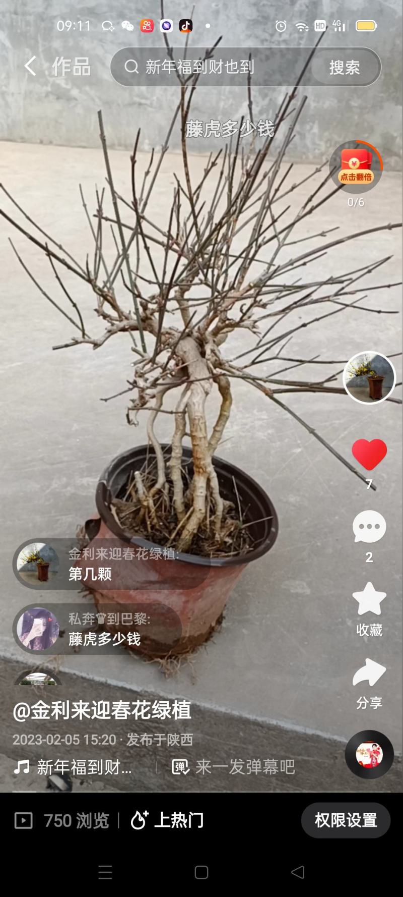 虎蹄迎春下山装熟