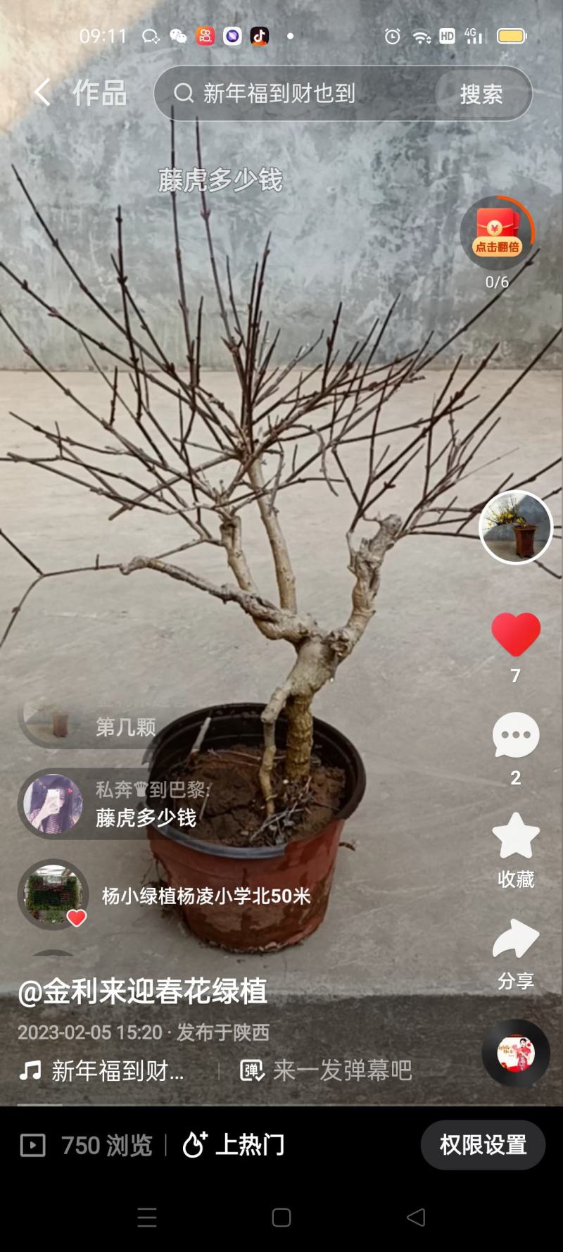 虎蹄迎春下山装熟