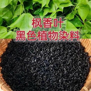 新鲜枫叶大量有货。黑色植物染料