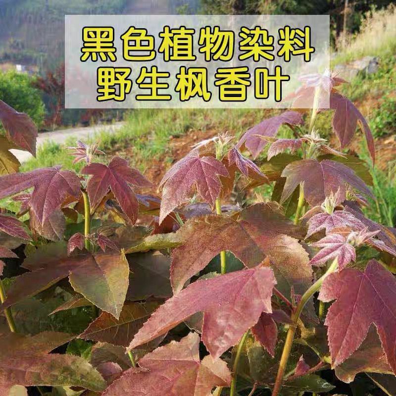 新鲜枫叶大量有货。黑色植物染料