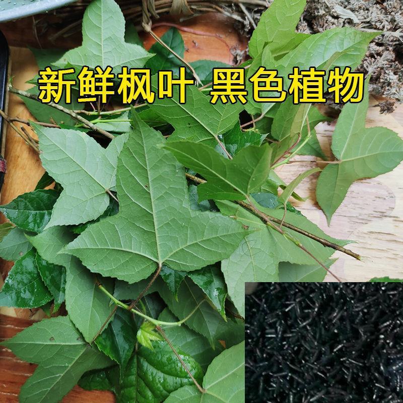 新鲜枫叶大量有货。黑色植物染料