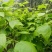 新鲜枫叶大量有货。黑色植物染料