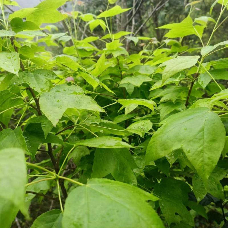 新鲜枫叶大量有货。黑色植物染料