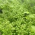 新鲜枫叶大量有货。黑色植物染料