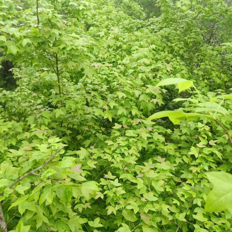 新鲜枫叶大量有货。黑色植物染料