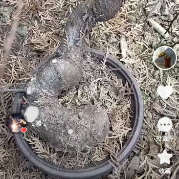 侧柏童子功，人文，悬崖，临水造型