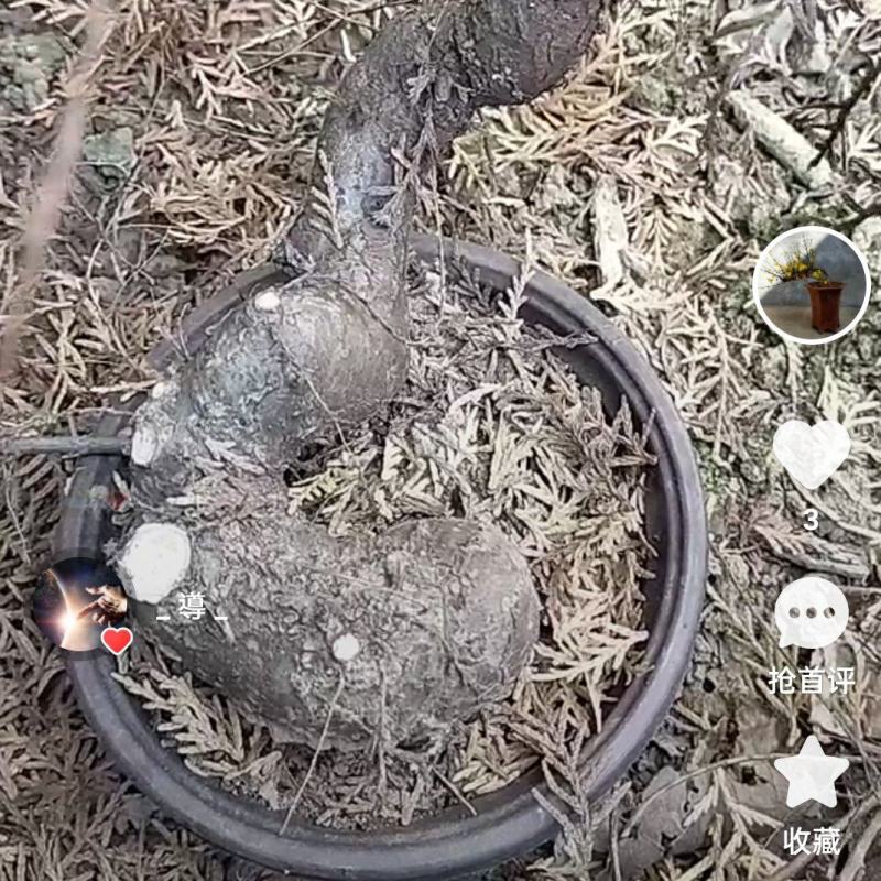 侧柏童子功，人文，悬崖，临水造型