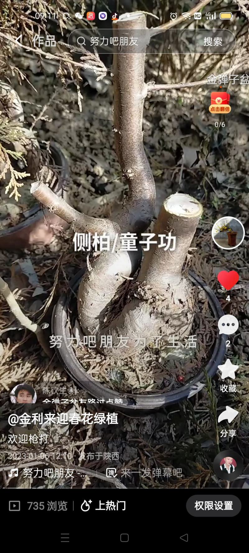 侧柏童子功，人文，悬崖，临水造型