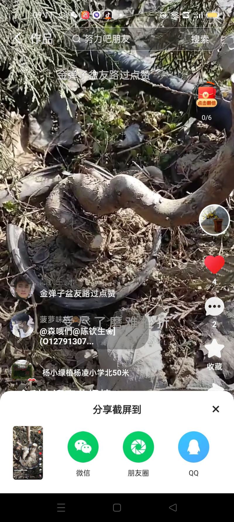 侧柏童子功，人文，悬崖，临水造型