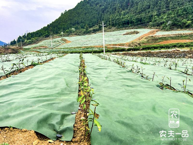 厂家库存，一批防草布优惠出