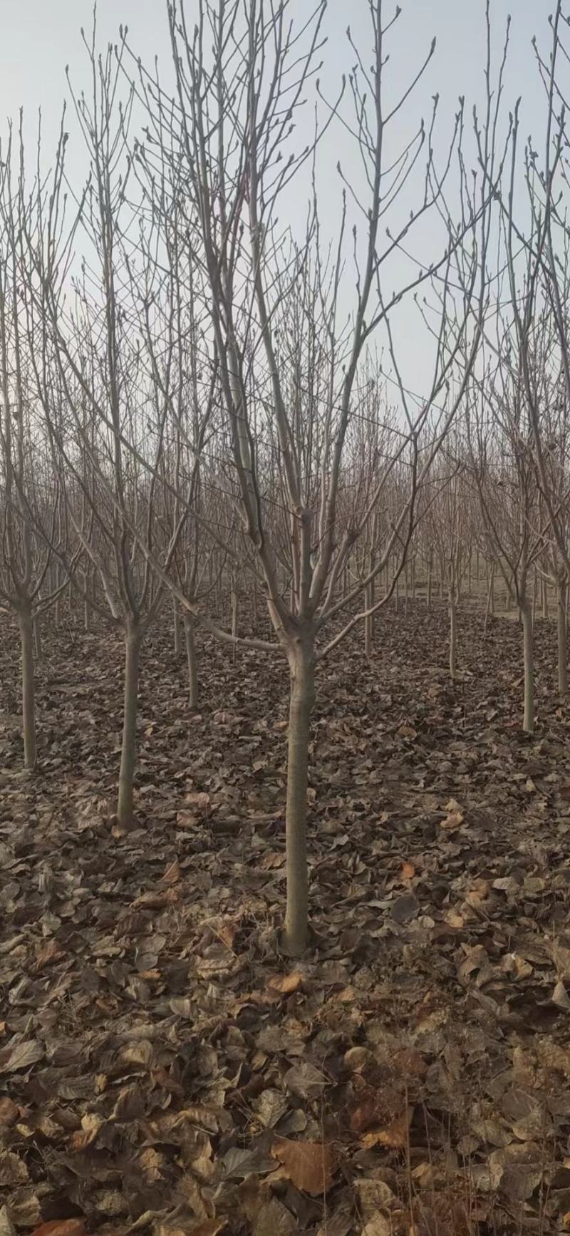 红玉兰苗4公分5公分6公分公分玉兰之乡产地直销红白黄玉兰