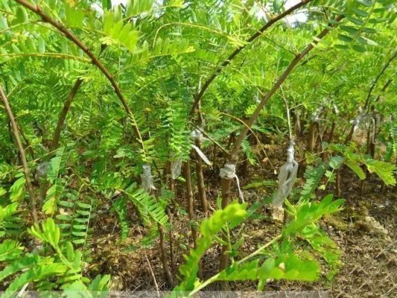 牛甘果苗余甘果苗油甘果苗甜牛甘果苗