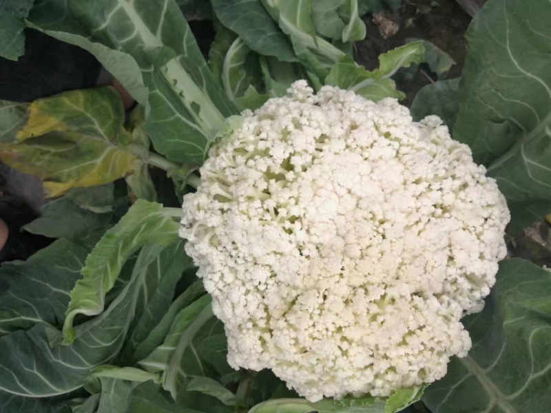 有机花菜基地直供保质保量有需要的老板联系