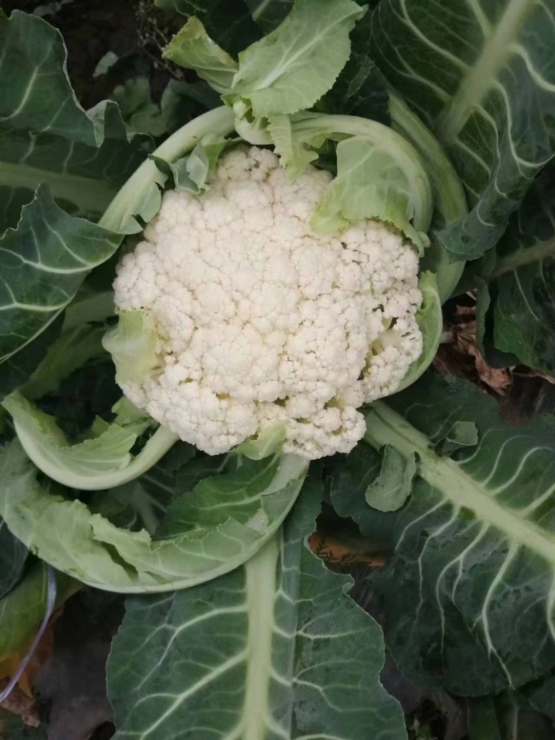 有机花菜基地直供保质保量有需要的老板联系