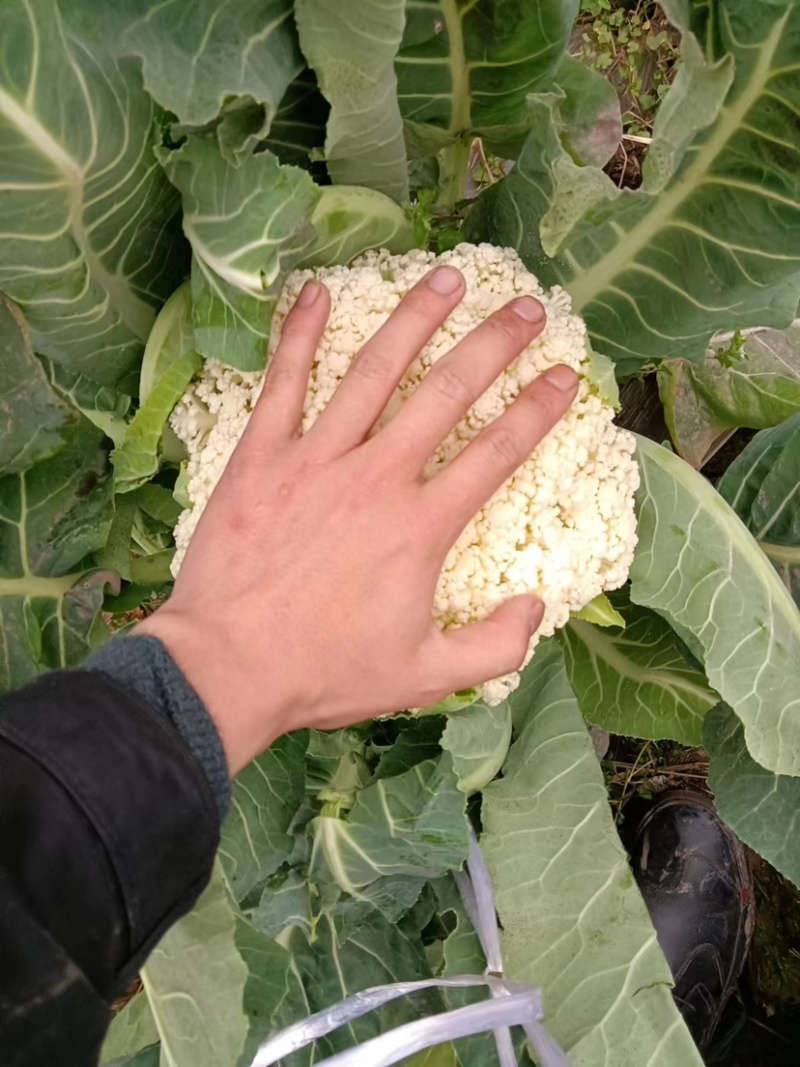 有机花菜基地直供保质保量有需要的老板联系