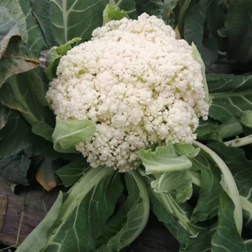 有机花菜基地直供保质保量有需要的老板联系