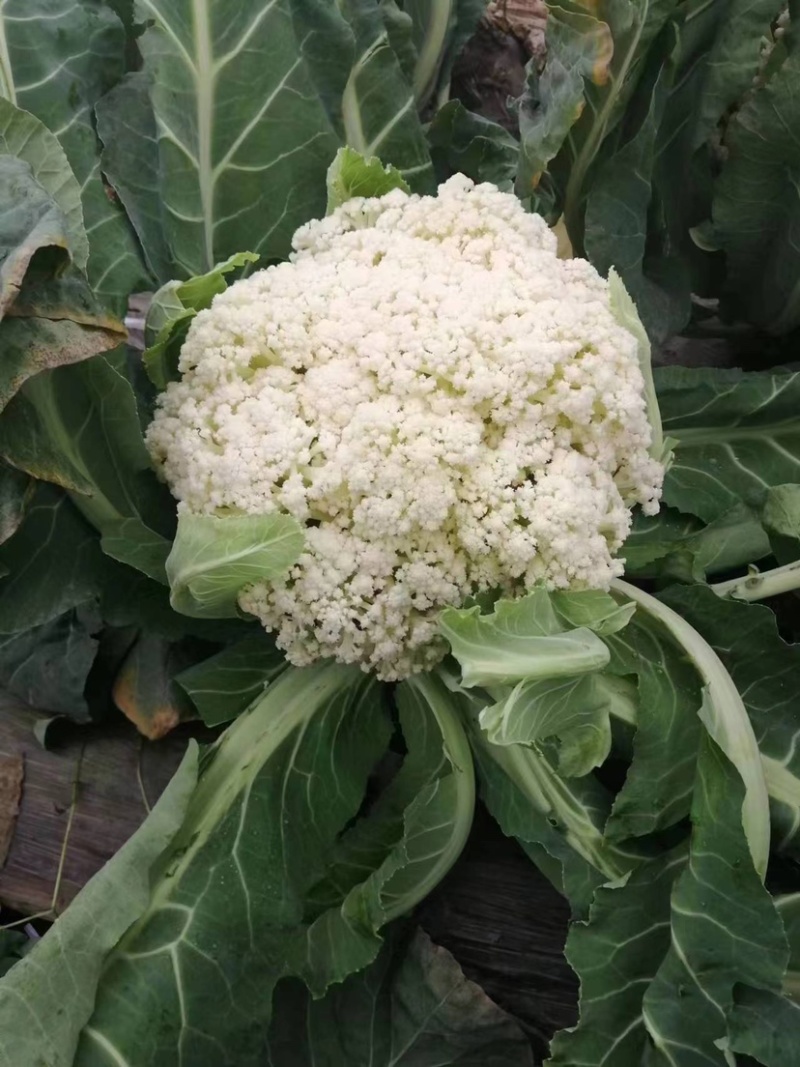 有机花菜基地直供保质保量有需要的老板联系