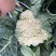 有机花菜基地直供保质保量有需要的老板联系