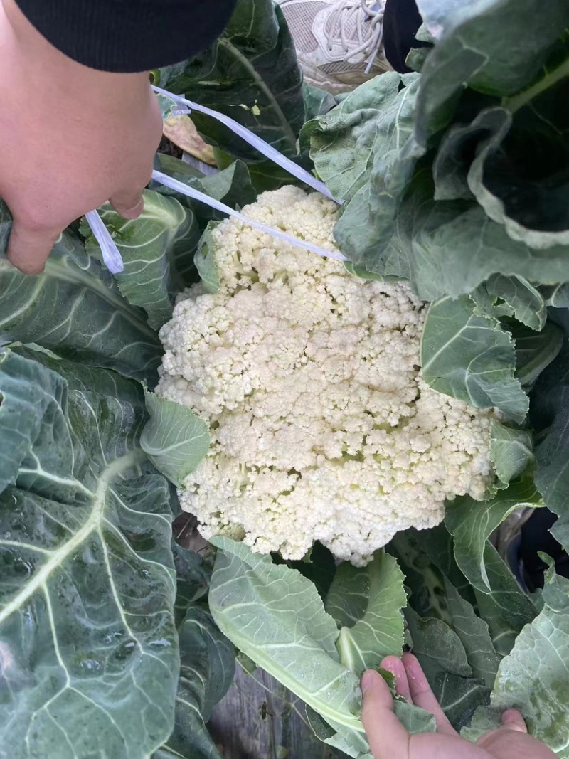 有机花菜基地直供保质保量有需要的老板联系