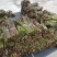 野生新鲜蕨菜持续供货中