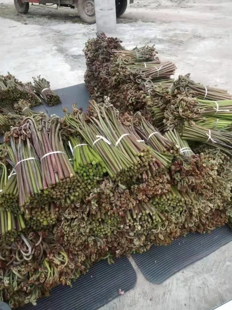 野生新鲜蕨菜持续供货中