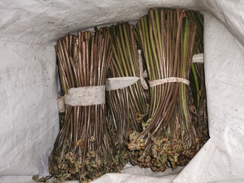 野生新鲜蕨菜持续供货中