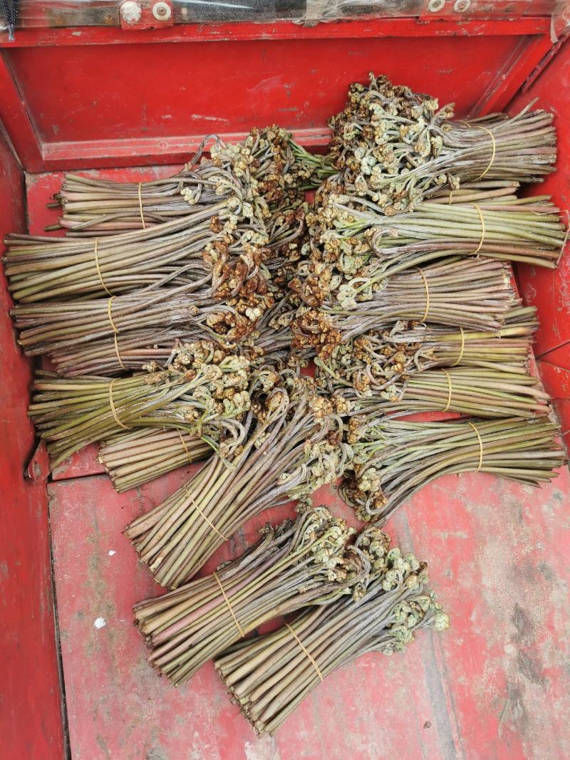 野生新鲜蕨菜持续供货中