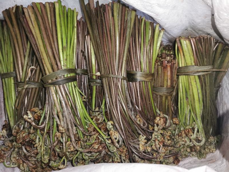 野生新鲜蕨菜持续供货中