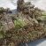 野生新鲜蕨菜持续供货中