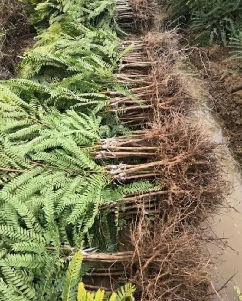 牛甘果苗余甘果苗油甘果苗甜牛甘果苗