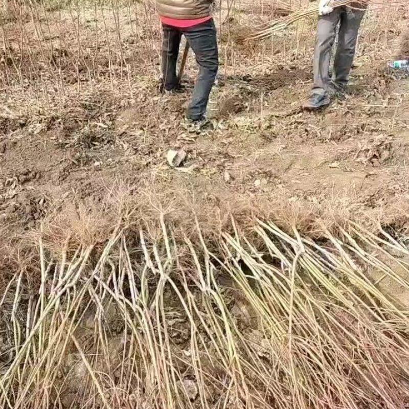 桃树苗，本地育苗，成活率高，黄金蜜系列，油桃系列热销中，